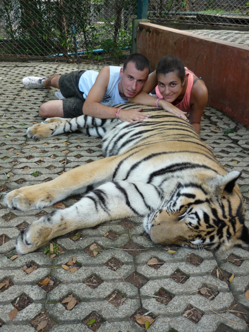 ❗️VIDEO ❗️ Vagabondando con Andrea e Greta per la Thailandia al Tiger&nbsp;Kindom