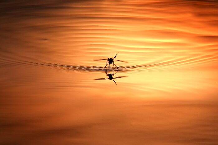 #diariodimagliano. La Parola di Silvio Magliano nella Giornata Mondiale delle Malattie&nbsp;Tropicali.