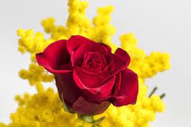 Gli auguri a tutte le donne da parte di contg.news con Riccardo&nbsp;Bertoglio