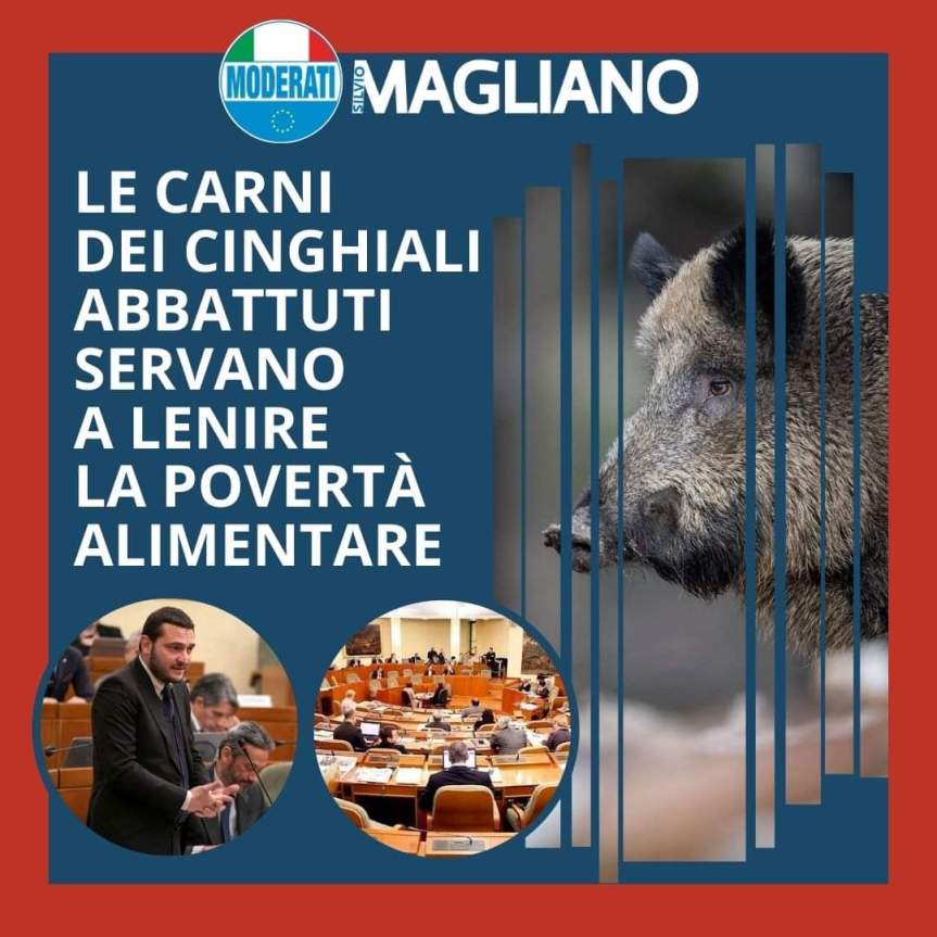 #diariodimagliano# Le carni dei cinghiali abbattuti servano a lenire la povertà&nbsp;alimentare.