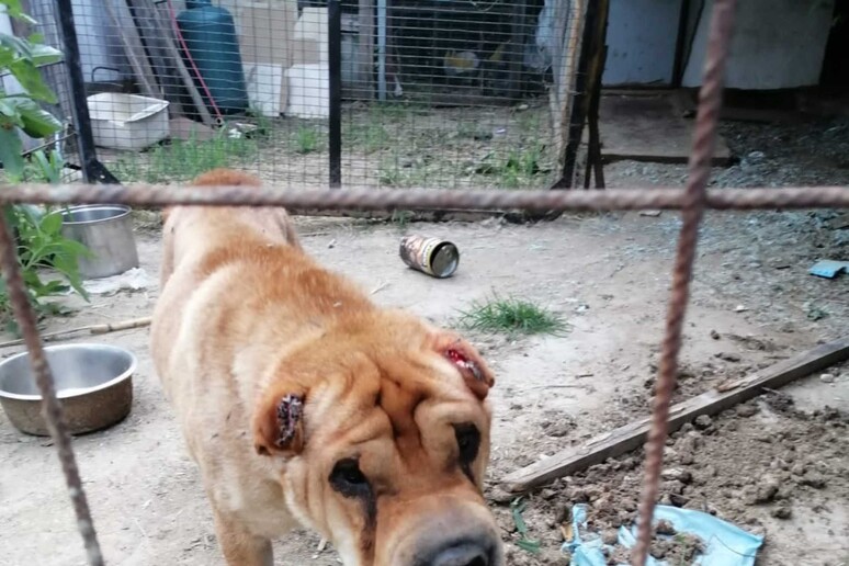 Salvato un cane maltrattato dalle guardie zoofile. Fonte&nbsp;Ansa
