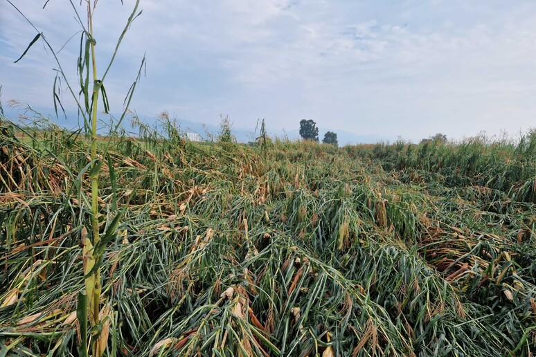 I temporali hanno messo in allarme tutte le aziende agricole che chiedono più aiuti al&nbsp;governo