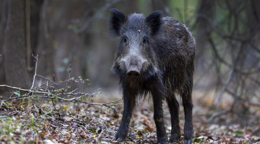 COMUNICATO STAMPAPeste suina africana: riprendere quanto prima il depopolamento di cinghiali contenere l’epidemia e limitare danni agli&nbsp;agricoltori