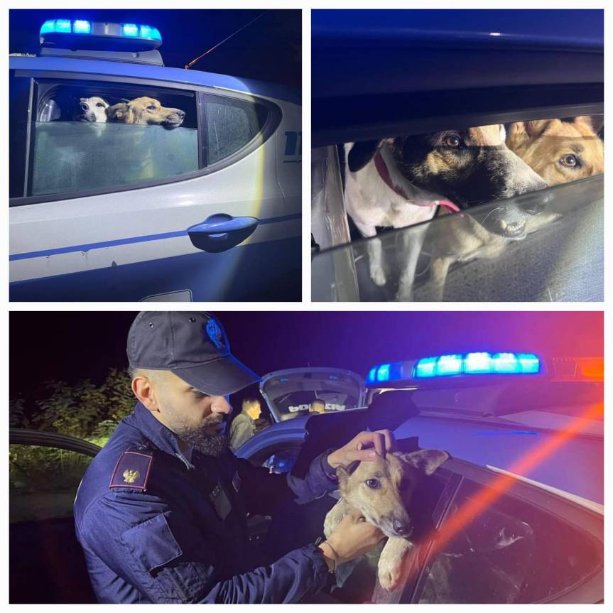 La Polizia di Stato di Biella salva due cani&nbsp;abbandonati