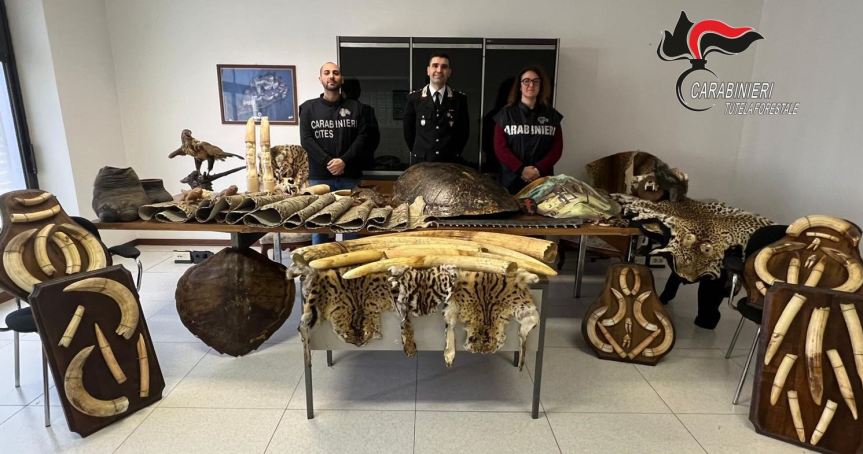 COLLEZIONISTA ABUSIVO DI PELLI ANIMALI ED ALTRI PARTI DI ESEMPLARI ESOTICI IN MASSERANO. I CARABINIERI FORESTALI DEL NUCLEO CITES DI ALESSANDRIA DETTAGLIANO L’ATTIVITÀ SVOLTA A NOVEMBRE&nbsp; . 95 I REPERTI SEQUESTRATI OLTRE A 16 TRAPPOLE PER LA FAUNA&nbsp;SELVATICA