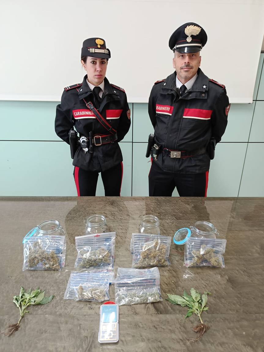 GIOVANE DENUNCIATO PER COLTIVAZIONE DI CANNABIS IN SERRA&nbsp;DOMESTICA